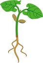 Sprout of bean plant with green leaves and root system